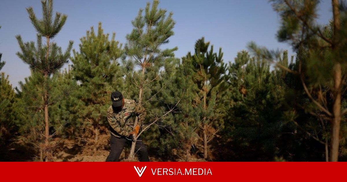 66 مليار شجرة تقلب الموازين.. 