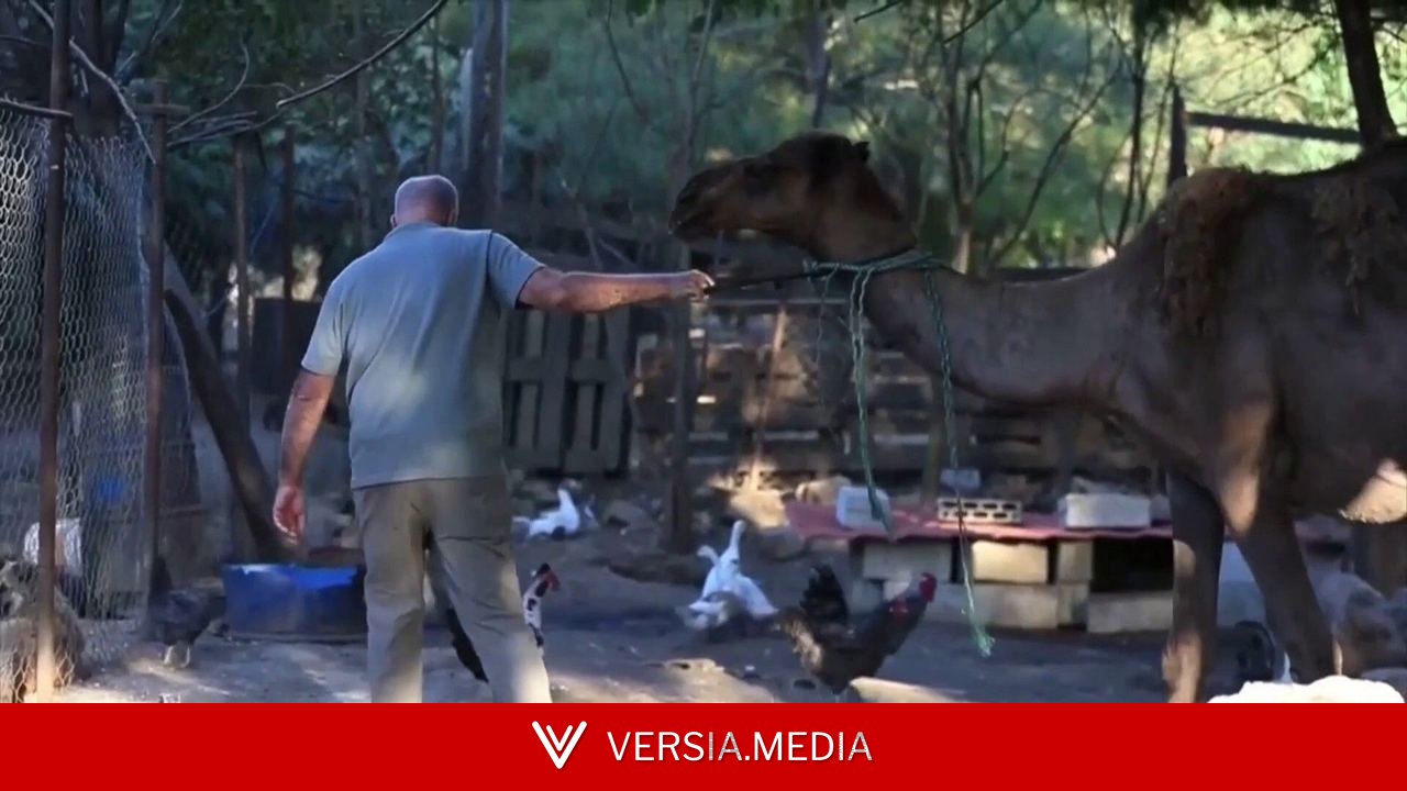 ضحايا منسيون.. ملجأ بجنوب لبنان يلملم جراح حيوانات شردتها الحرب