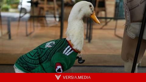 كأس العالم 2026: البطة 