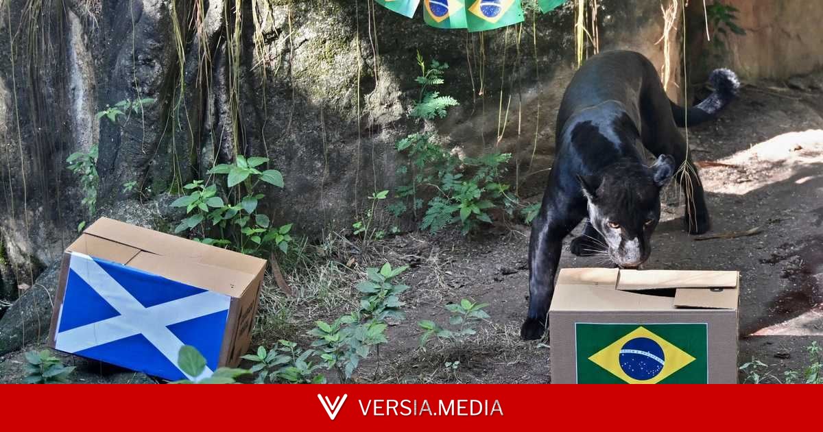 أنثى نمر تتوقع نتيجة مباراة البرازيل واسكتلندا في المونديال